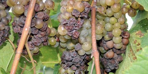 Fenn Vallery Vineyards