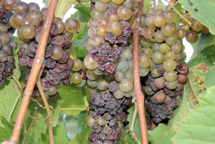 Fenn Vallery Vineyards