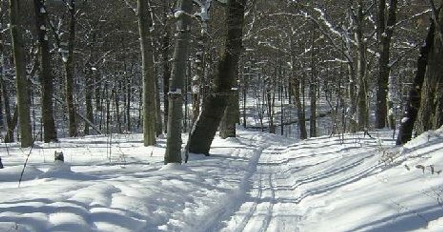 Cross-Country Skiing