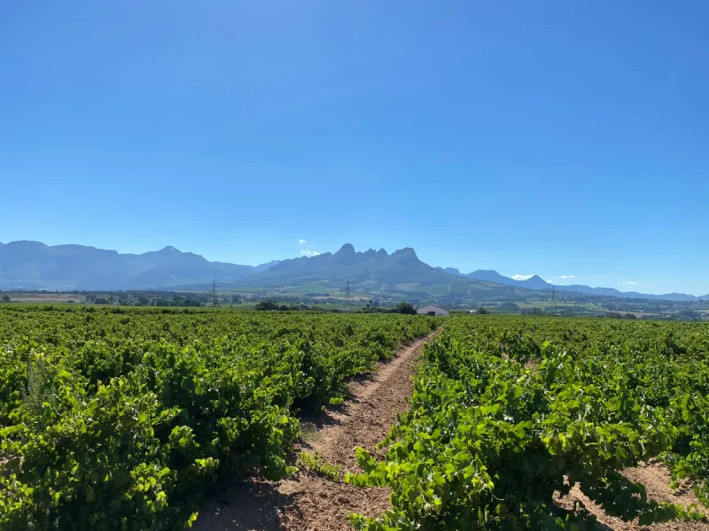 Stellenbosch