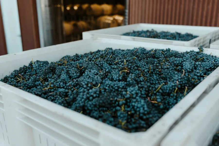 Pinot Noir