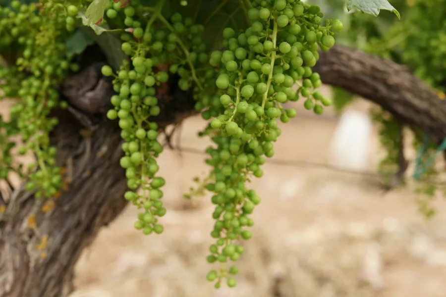 Riesling