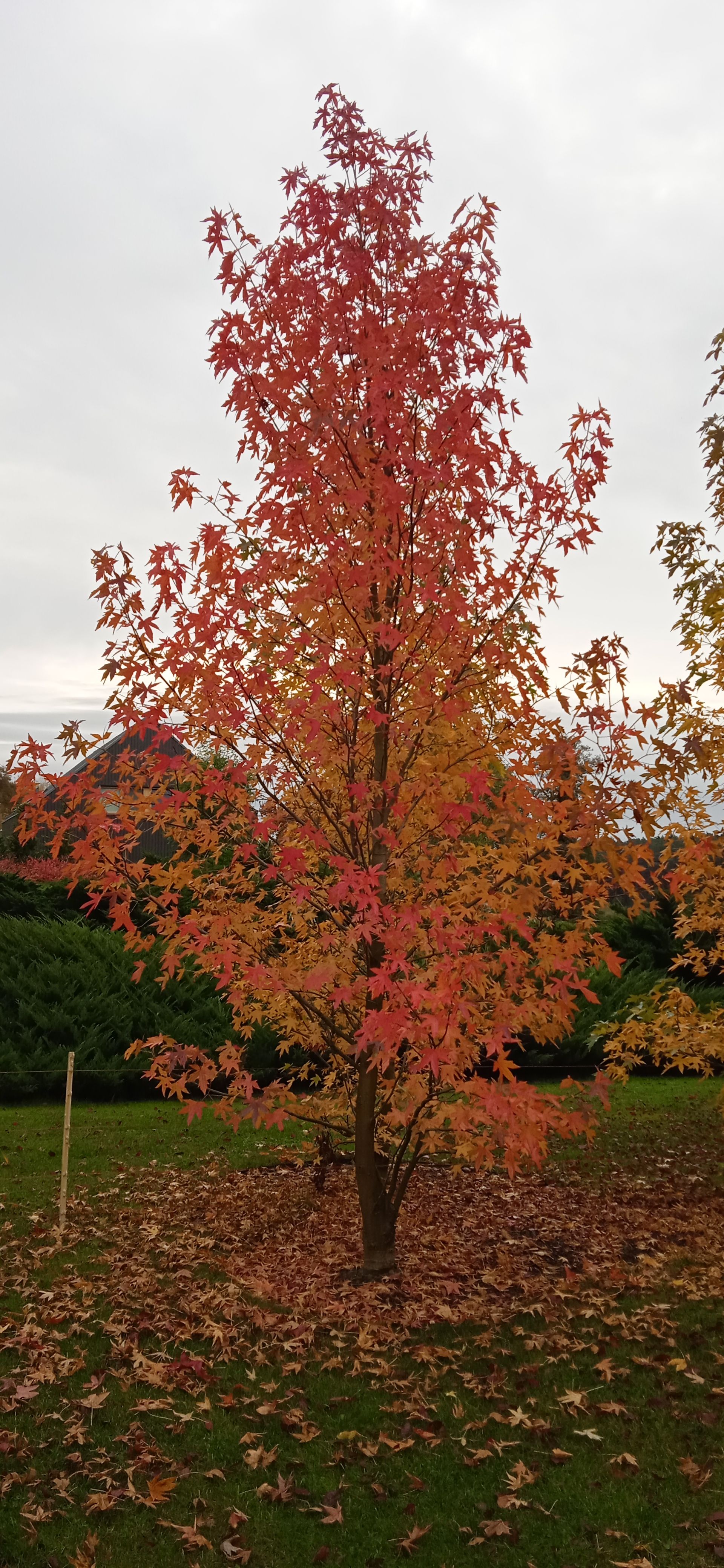 image-0587f5a4a430ee73f2aaa69cb66742841cf0bbb6-1920x4160-jpg