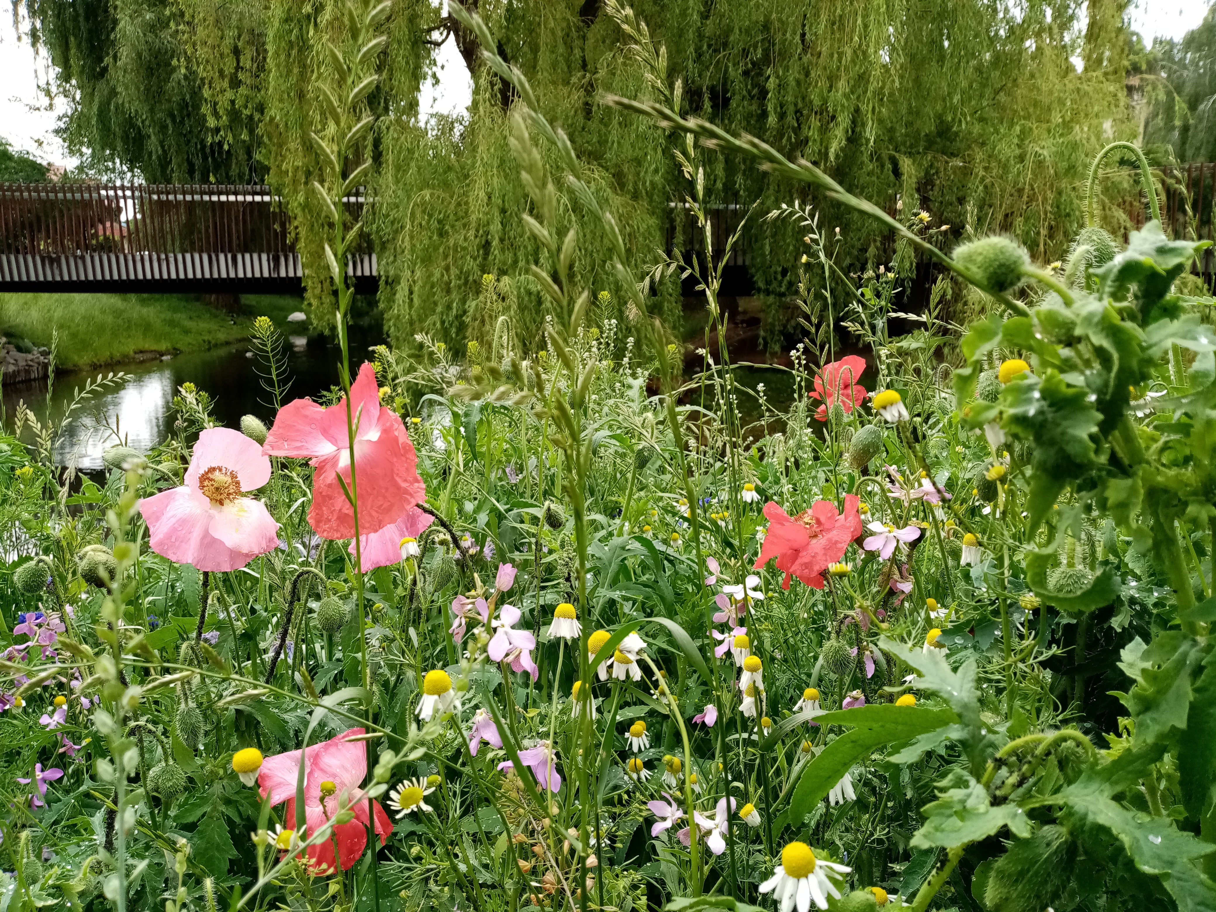 image-07f66f9ae2e3138d4f236b864cd41f7f9cdda103-4160x3120-jpg