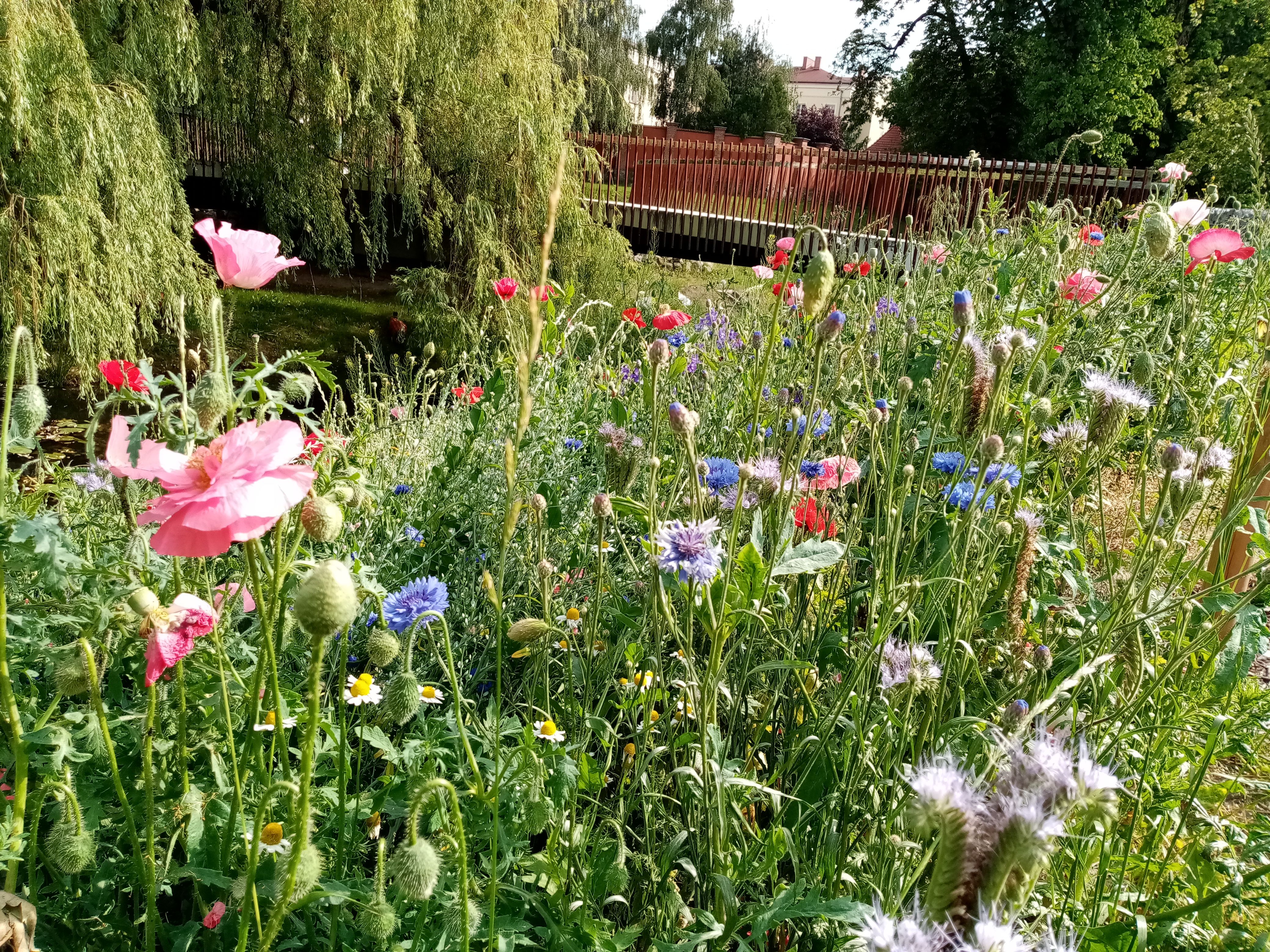 image-0b27a702d5a476d135989b00ad5e025b2595b849-4160x3120-jpg