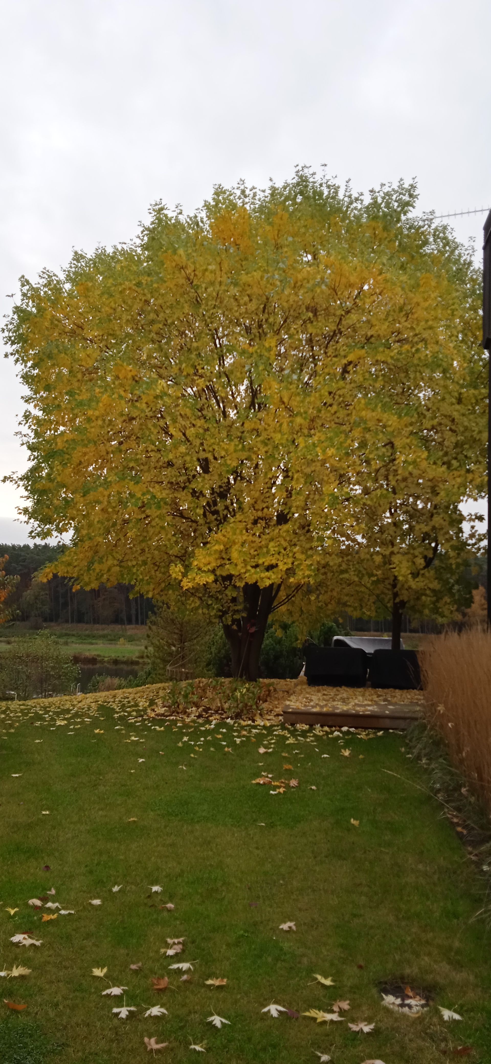 image-33e07b6e260773be10fbcf088a9d2313ad86d1a3-1920x4160-jpg