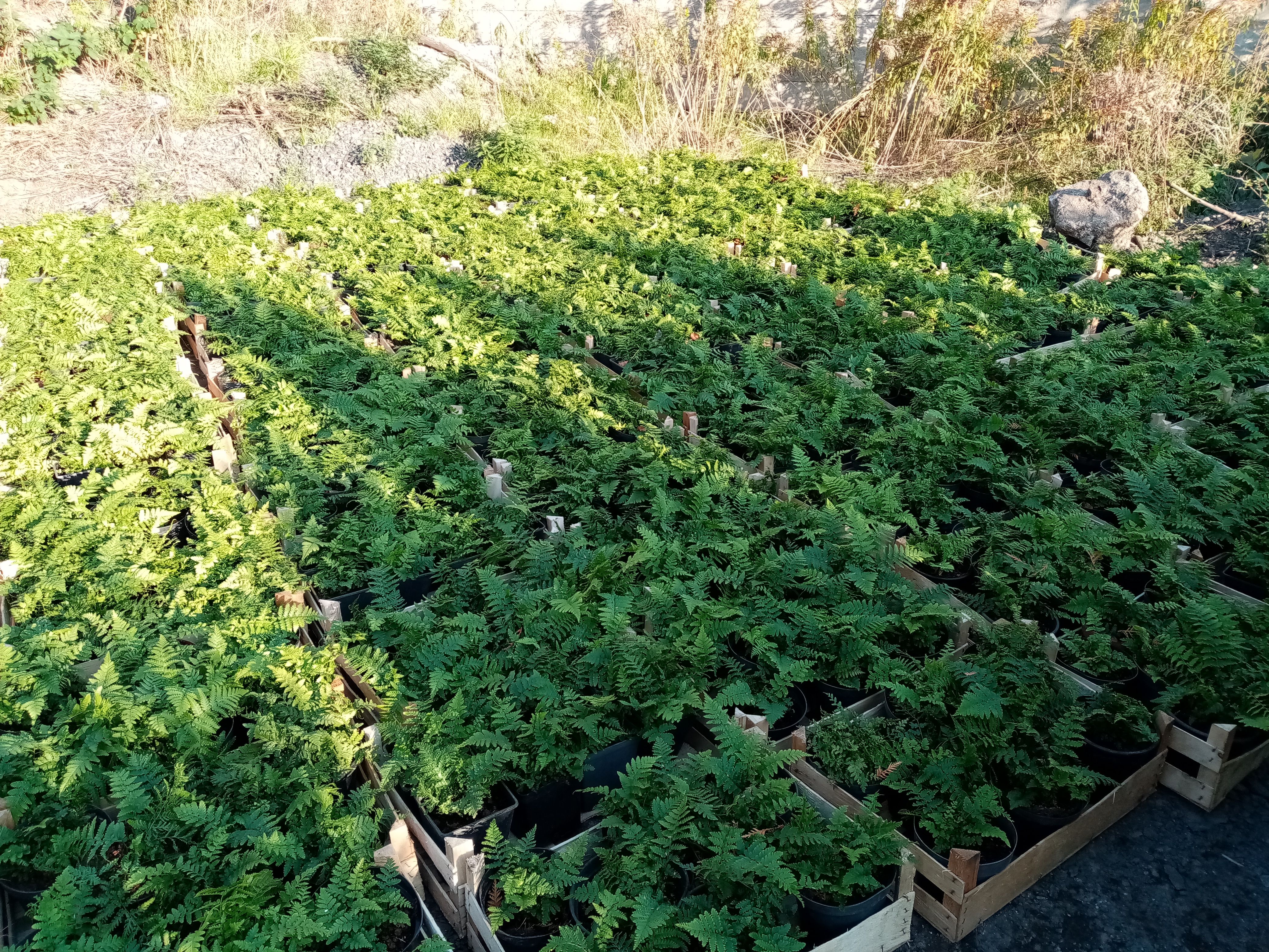 image-9bae1e017f1d4e0dbd0fe8d67de297c16a37071f-4160x3120-jpg