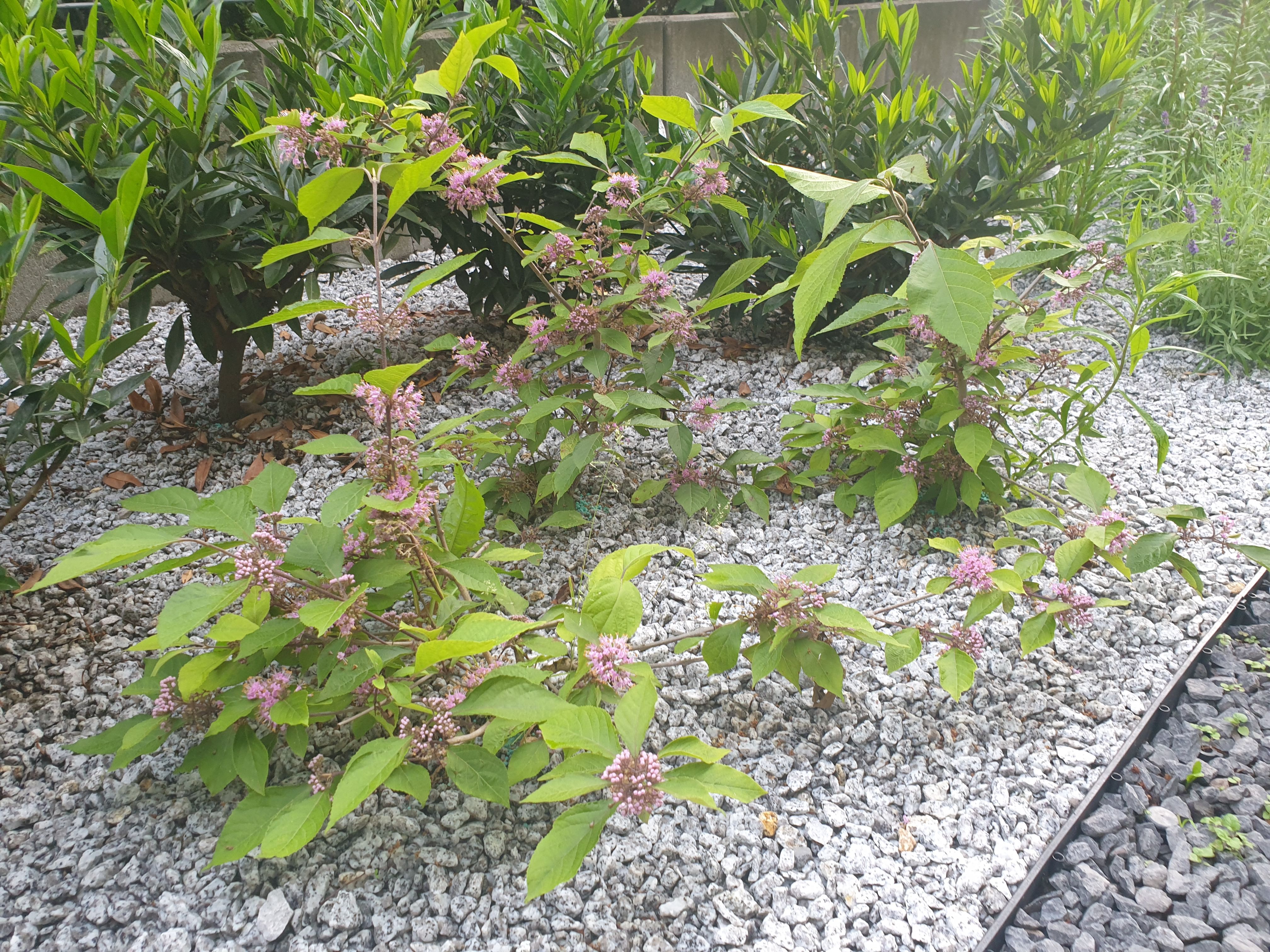 image-bbaa5d2a64f7406713297fd02d140f10277d2e7a-4032x3024-jpg