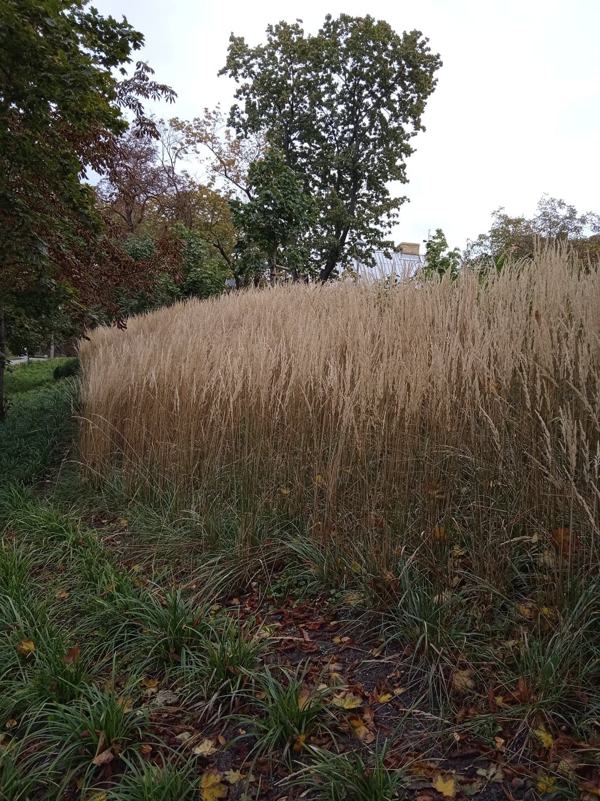 image-cfadb1dc581319eeff4dedec0fb9d9af99fca330-1170x1560-jpg