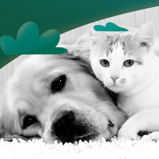 ¿Qué Significa soñar con Mascotas? El significado de los sueños