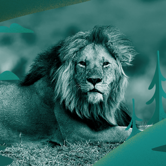 The Meaning of Lion Dreams