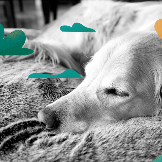 Songs Dogs Love To Hear The Best Sleep Sounds For You And Your Dog