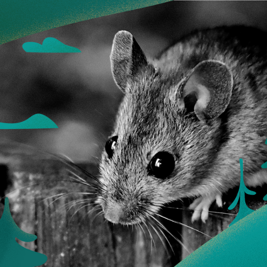 ¿Qué Significa Soñar con Ratas? Conoce la Explicación