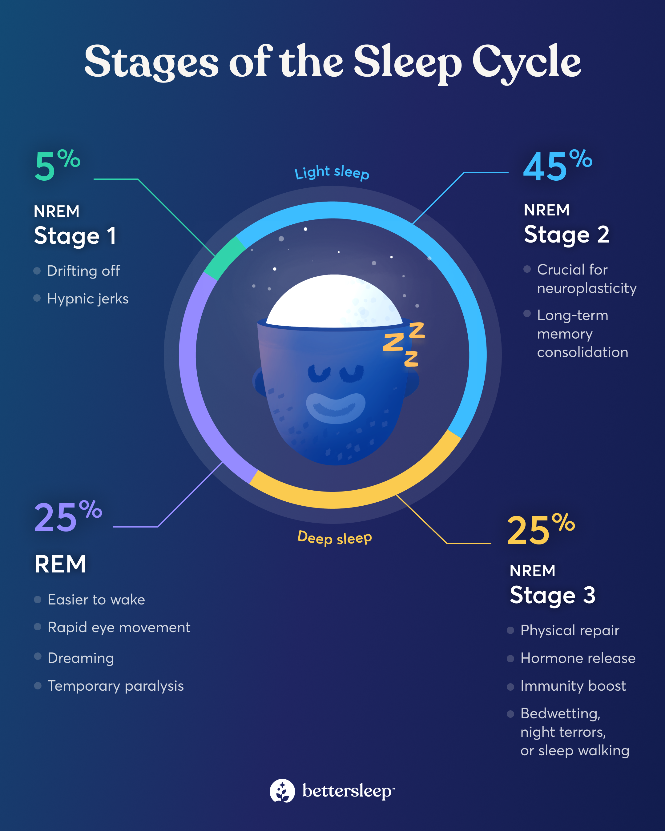 infographic describing stages of the sleep cycle