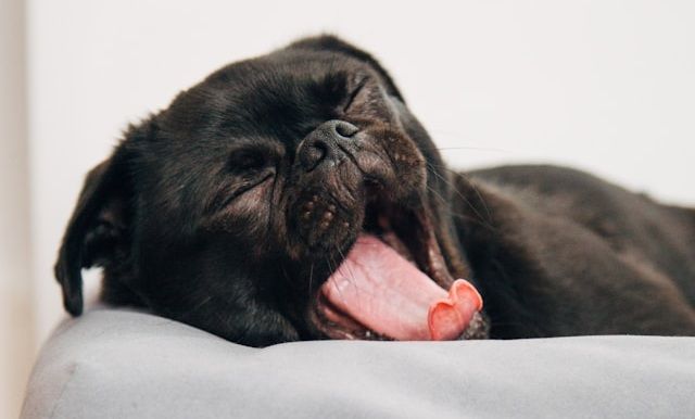 Does Watching Something Boring Help You Sleep?