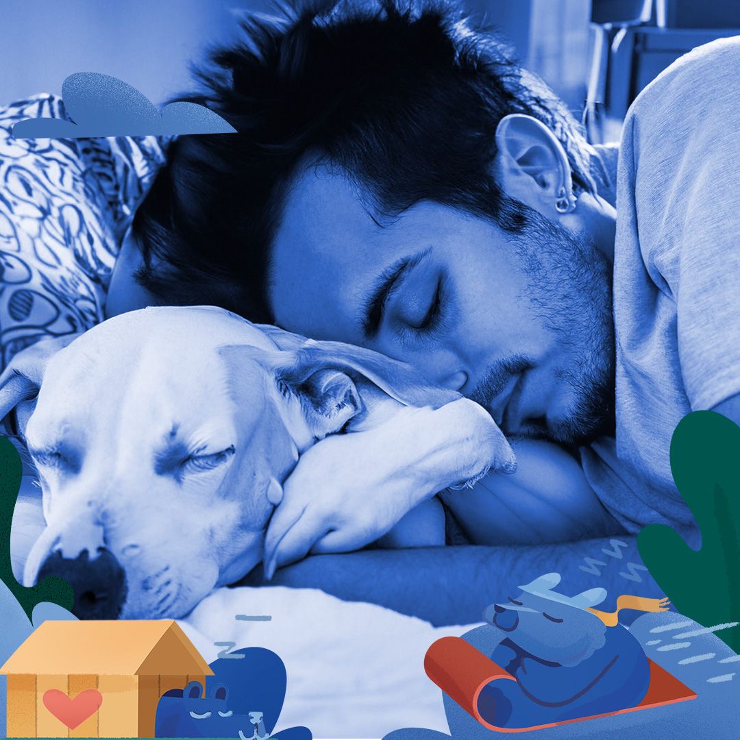 Dreaming Of Dogs What It Means BetterSleep dreaming-of-dogs-what-it-means-bettersleep
