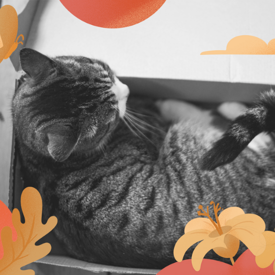 Anxiety is Not One Size Fits All