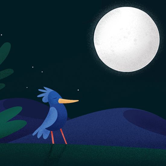 Your Sleep Animal and How You Should Sleep 