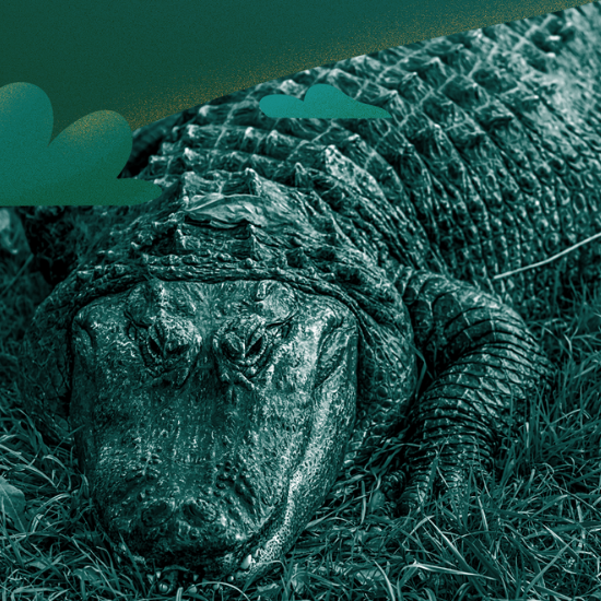 Dream Dive: Alligators