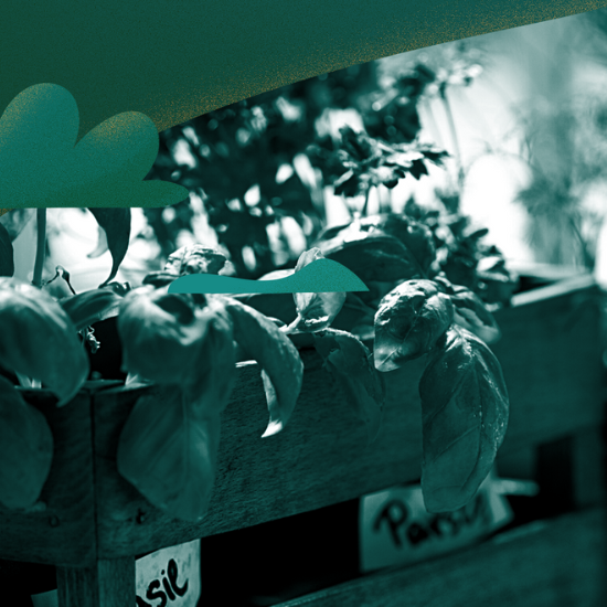 Best Herbal Remedies for Anxiety Disorders