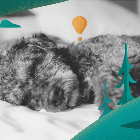 Soothing Music for Your Pets