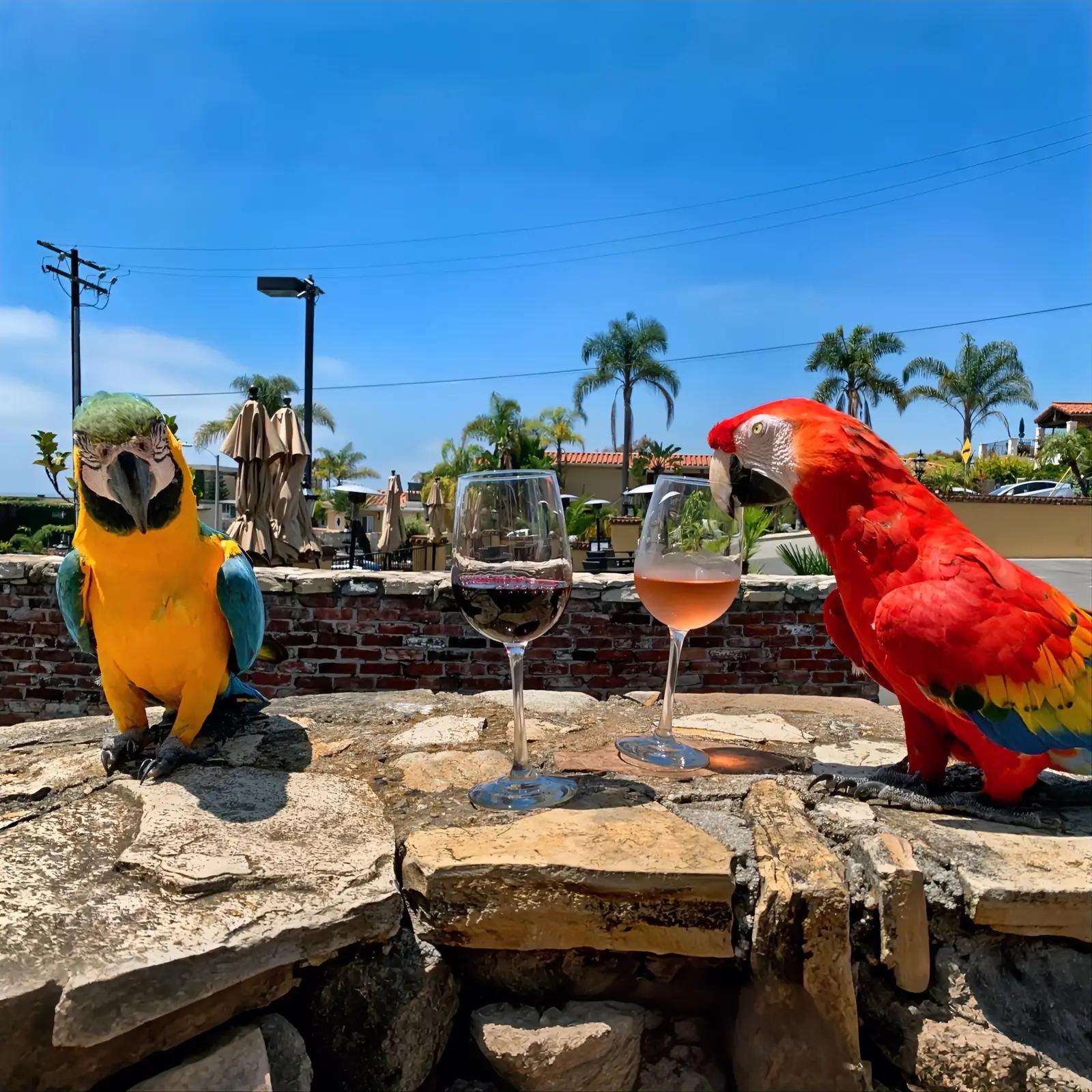 Macaws and margaritas on the patio wall at Mozambique