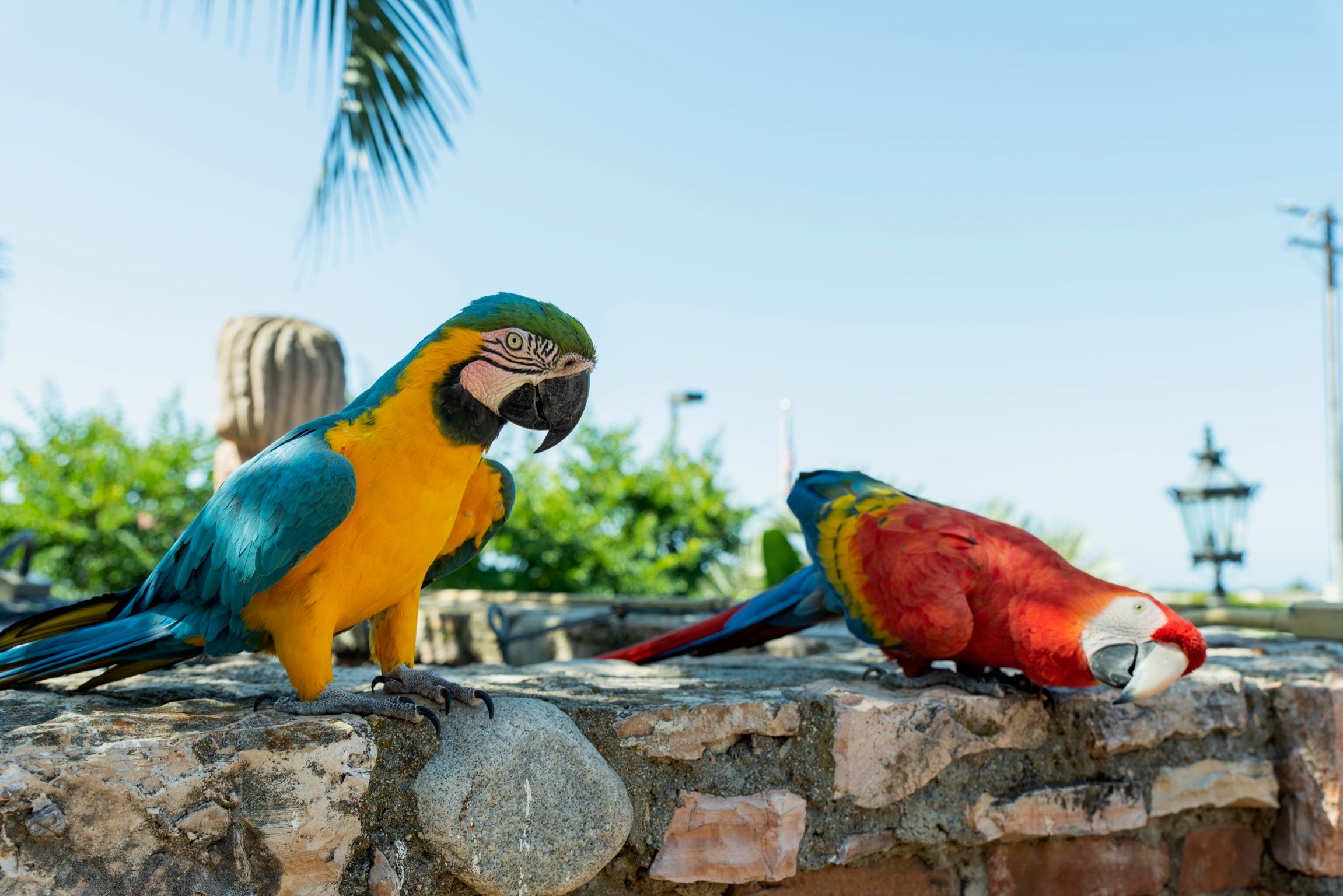 Blue-and-gold and scarlet macaws perched on a stone wall beneath palm fronds