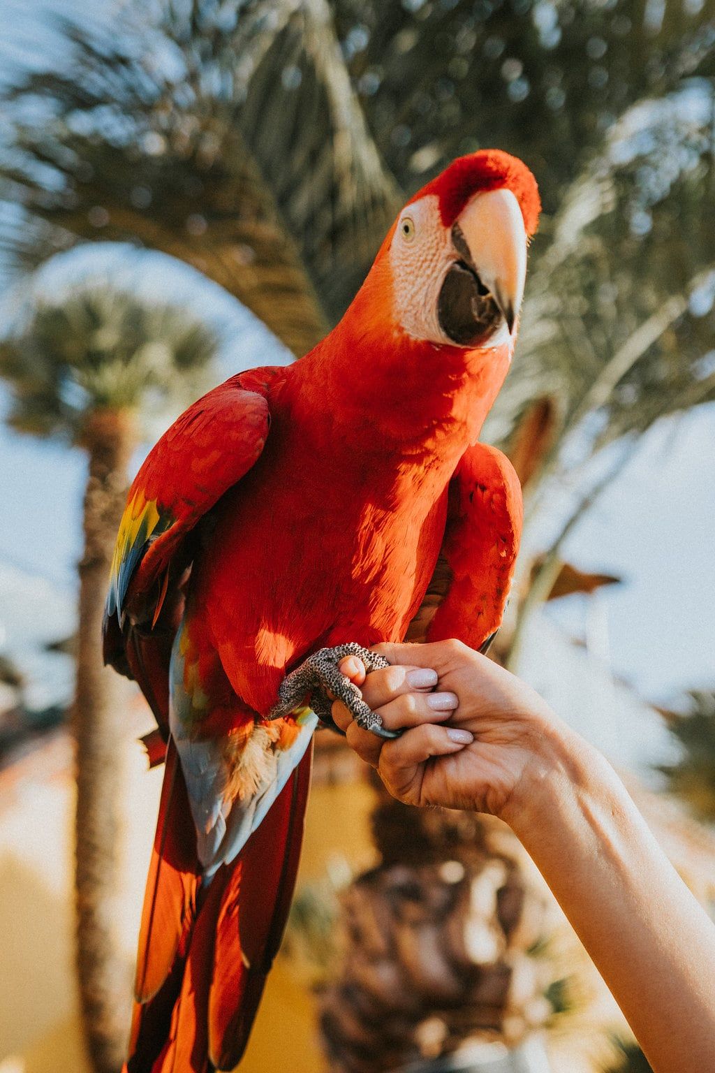 A scarlet macaw perched on a guest's hand at Mozambique