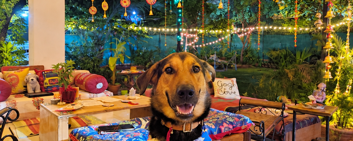 Frightened dog hiding during Diwali fireworks