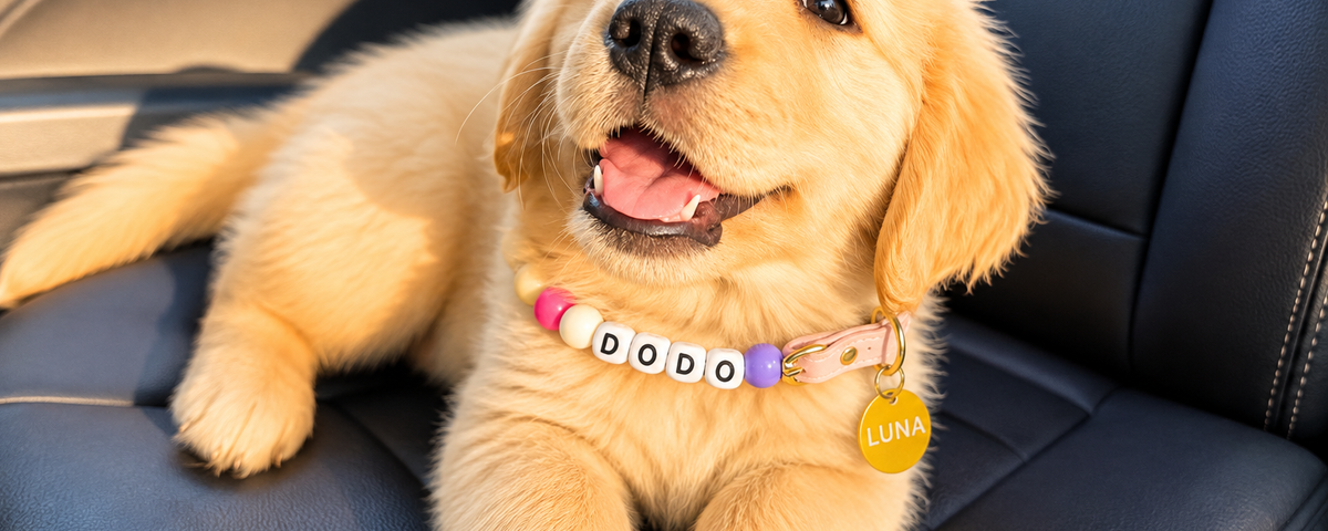 Dog wearing a harness on a walk instead of a collar