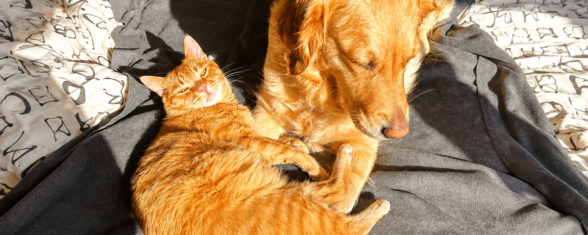 Dog and cat sitting together peacefully at home