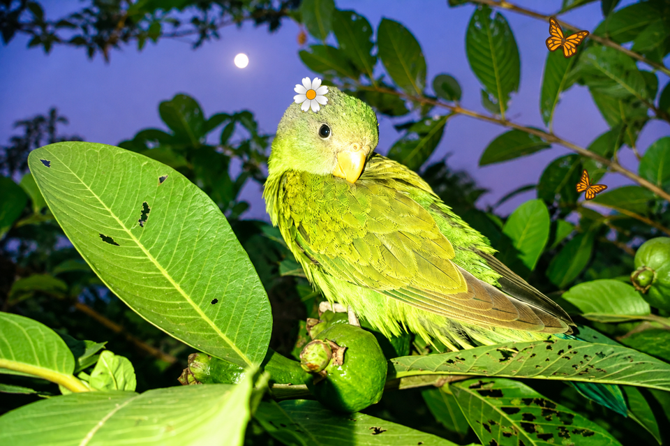 Can Parrots Really Understand What They're Saying? The Science of Avian Intelligence