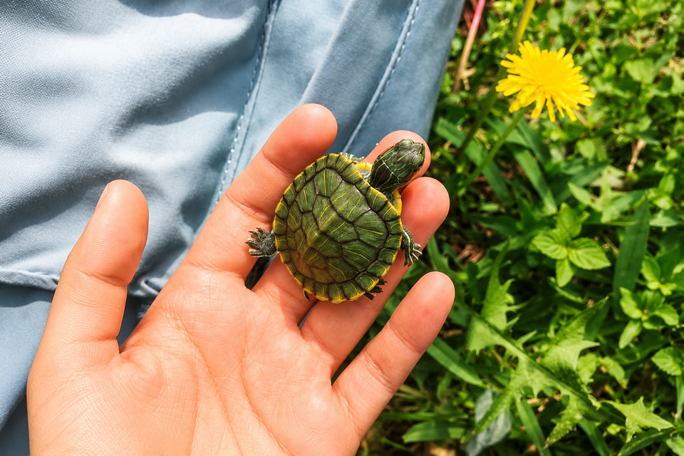 Turtles as Pets: Why They Live Longer Than You Do, and What That Actually Means for Owning One 