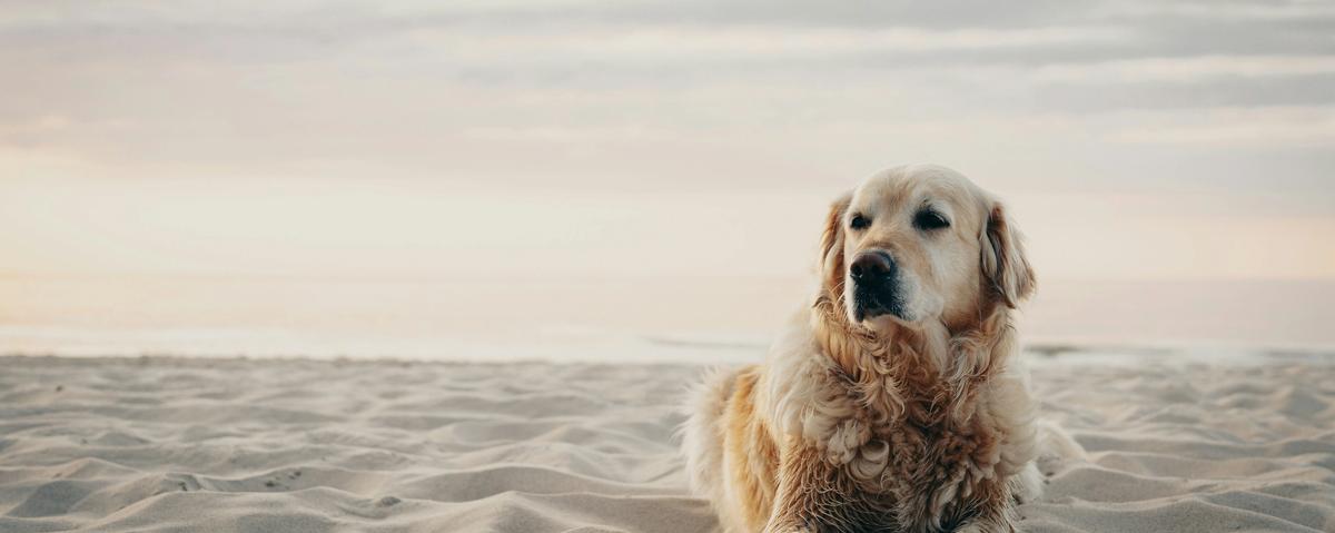 Dog Illness TruVet Pet Care Clinic Dog Cat 