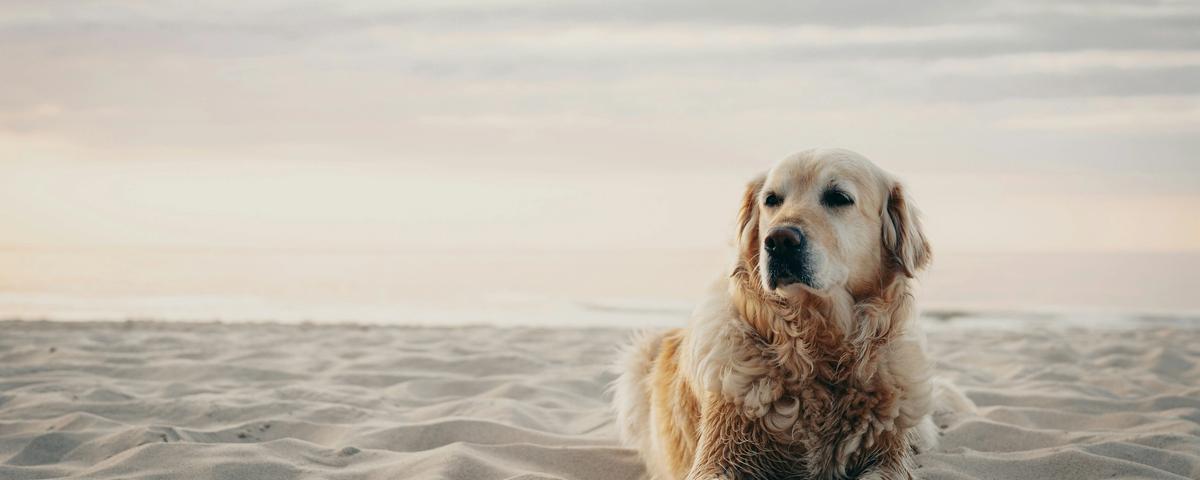 Dog Illness TruVet Pet Care Clinic Dog Cat