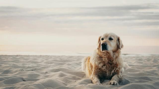 Dog Illness TruVet Pet Care Clinic Dog Cat