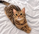 Cat headbutting its owner's hand affectionately