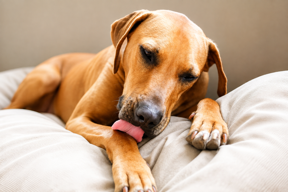 Could Your Dog's Own Licking Be Triggering Skin Problems? 