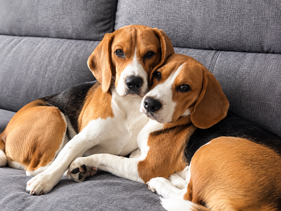 When NOT to Breed Your Pet: The Ethical and Medical Red Lines 