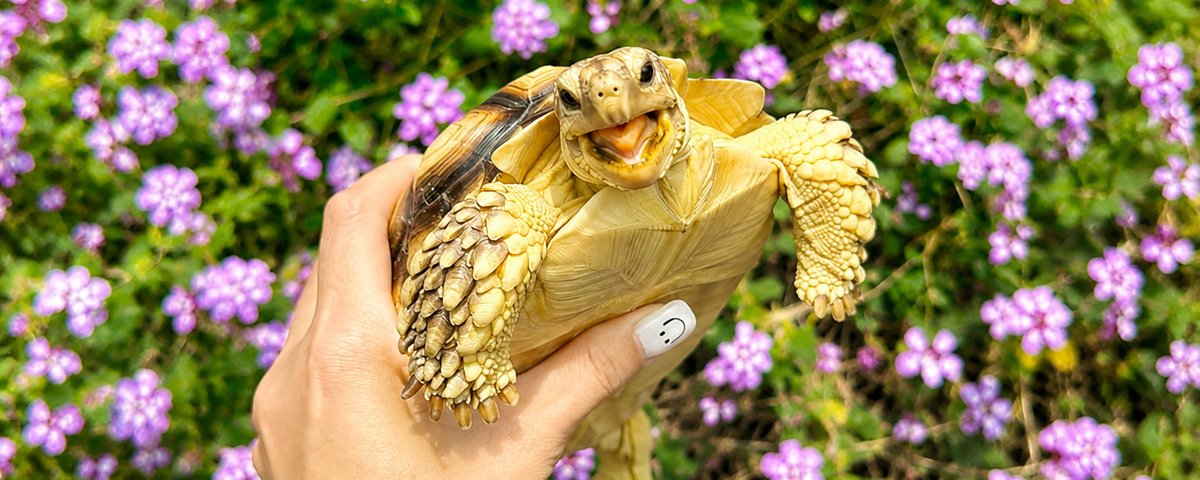 Red eared slider turtle basking in its enclosure
