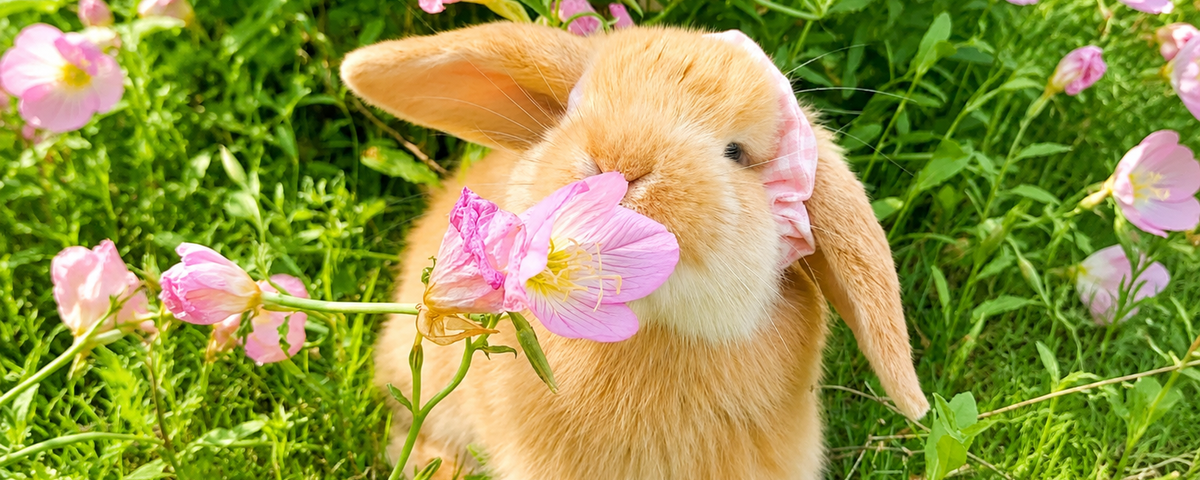 Pet rabbit being handled and cared for at home