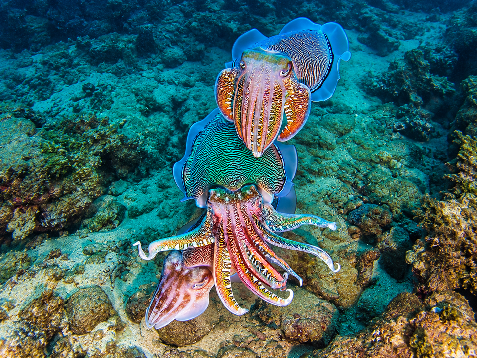 Masters of Disguise: How Cuttlefish and Octopuses Change Colour in Milliseconds 
