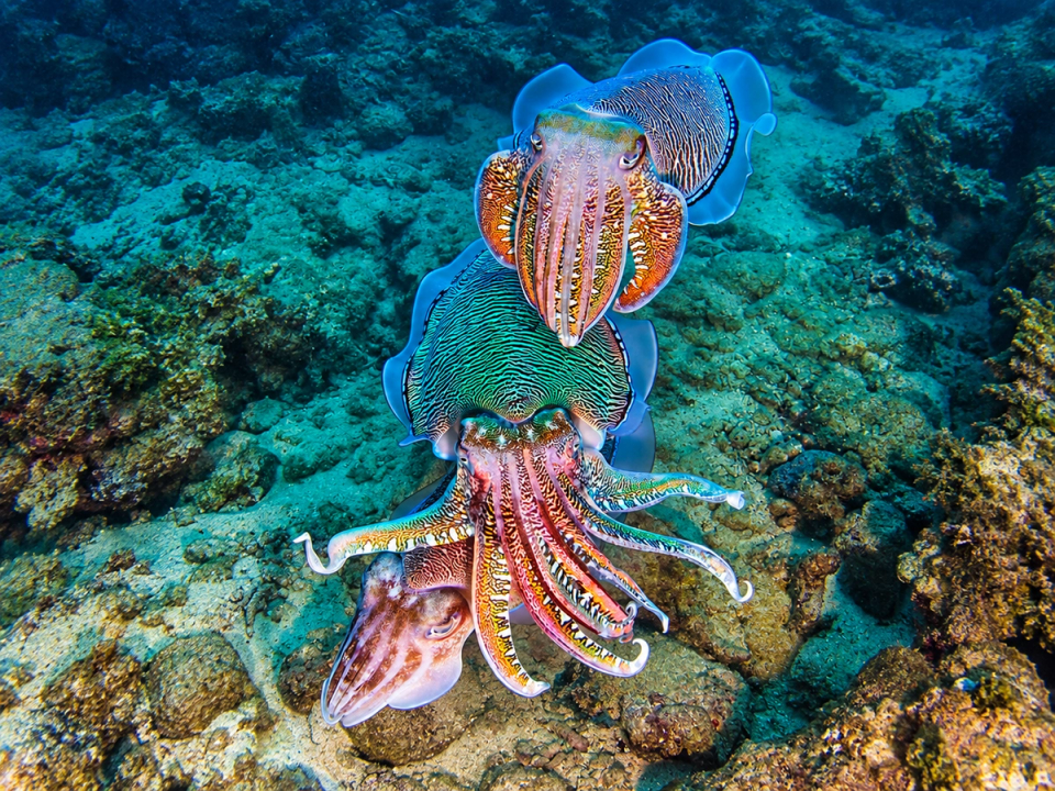 Masters of Disguise: How Cuttlefish and Octopuses Change Colour in Milliseconds