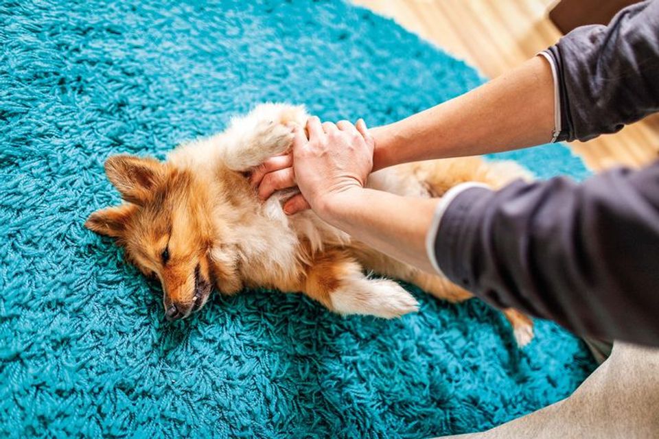 Pet CPR and the Choking Dog: Two Emergency Skills Every Owner Should Know 