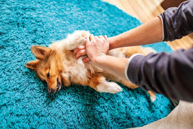 Pet CPR and the Choking Dog: Two Emergency Skills Every Owner Should Know