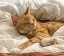 Cat purring while curled up in a sunny spot
