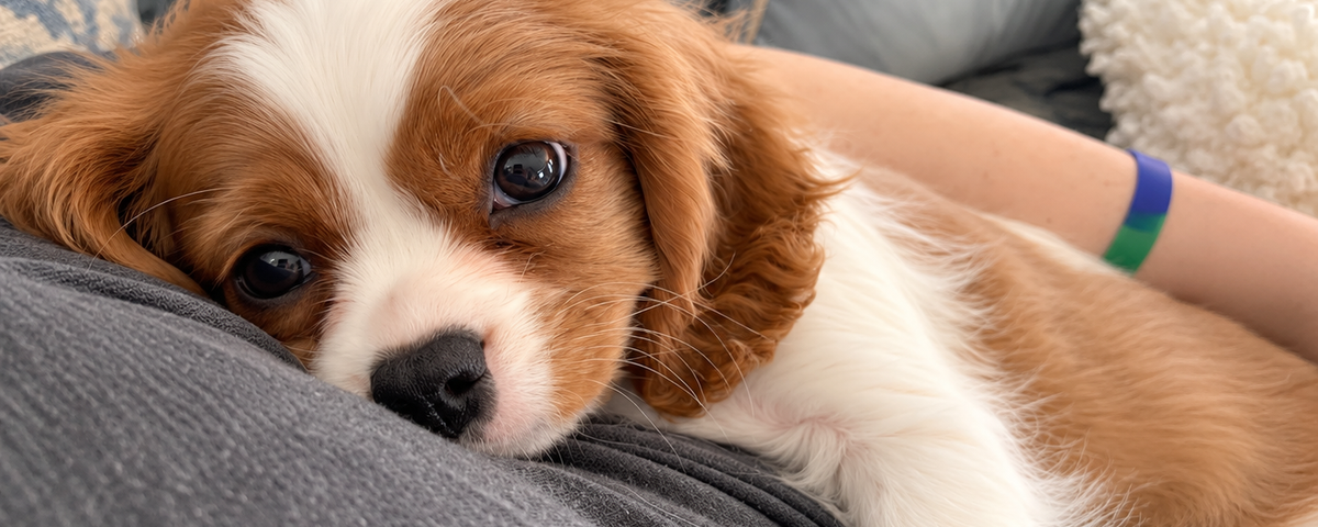 Pet food label being examined closely
