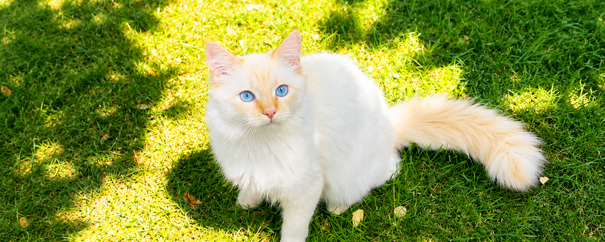 Cat outdoors after hunting, alert and watchful
