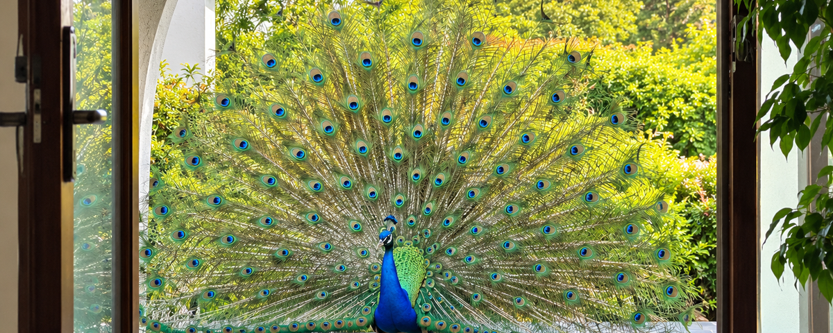 Peacock displaying its feathers in a residential garden