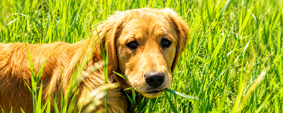 Dog eating grass outdoors during a walk
